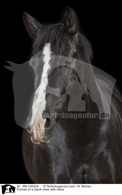 Portrait einer Rappstute mit Blesse / Portrait of a black mare with blaze / RR-100534