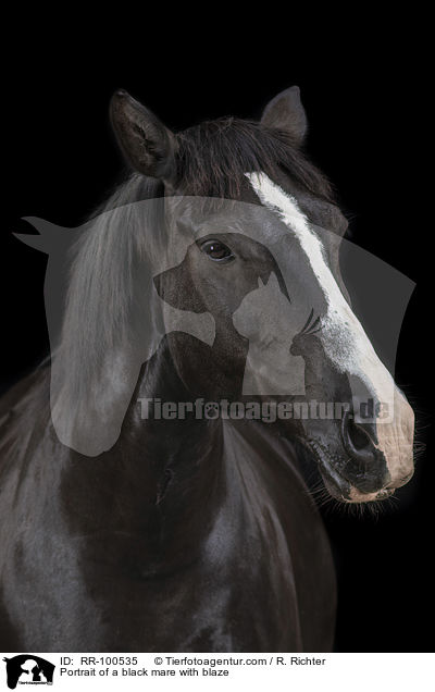 Portrait einer Rappstute mit Blesse / Portrait of a black mare with blaze / RR-100535