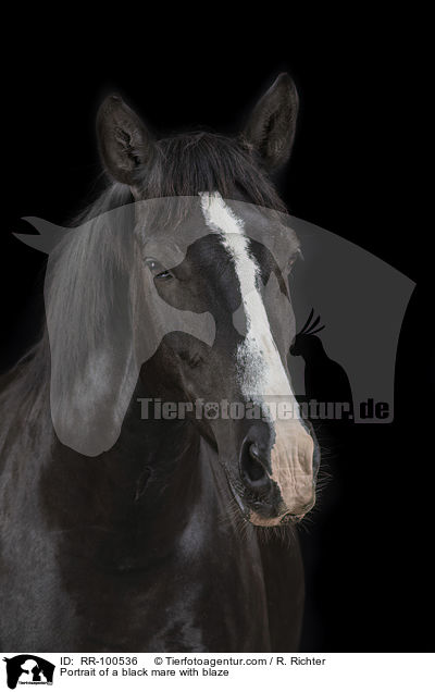 Portrait einer Rappstute mit Blesse / Portrait of a black mare with blaze / RR-100536