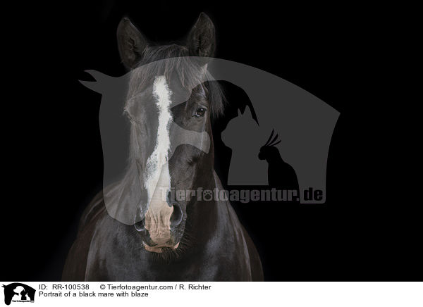 Portrait einer Rappstute mit Blesse / Portrait of a black mare with blaze / RR-100538