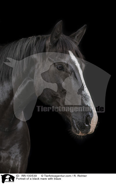 Portrait einer Rappstute mit Blesse / Portrait of a black mare with blaze / RR-100539