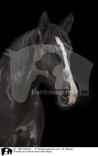 Portrait einer Rappstute mit Blesse / Portrait of a black mare with blaze / RR-100540