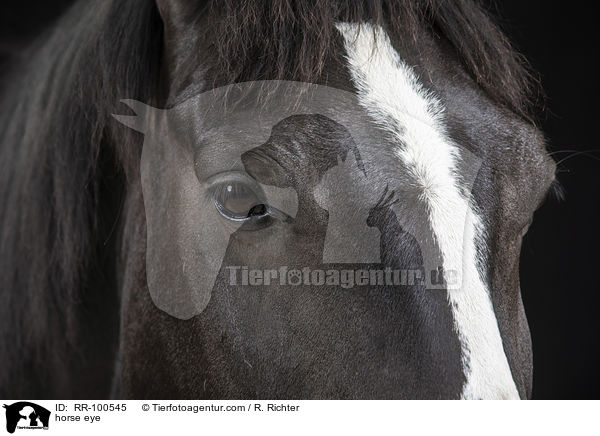 Pferdeauge / horse eye / RR-100545