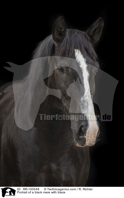 Portrait einer Rappstute mit Blesse / Portrait of a black mare with blaze / RR-100548