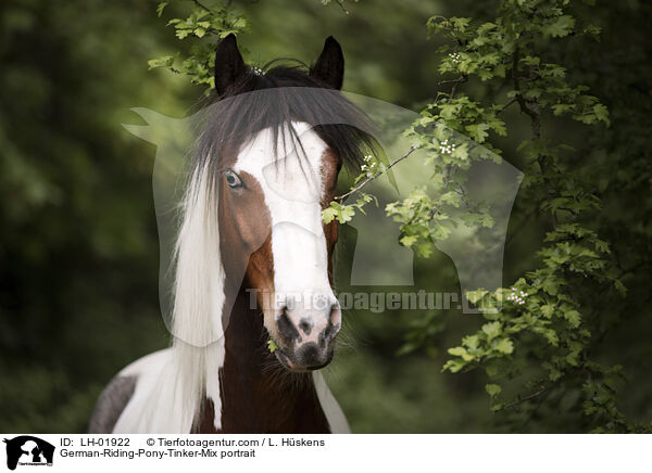 German-Riding-Pony-Tinker-Mix portrait / LH-01922