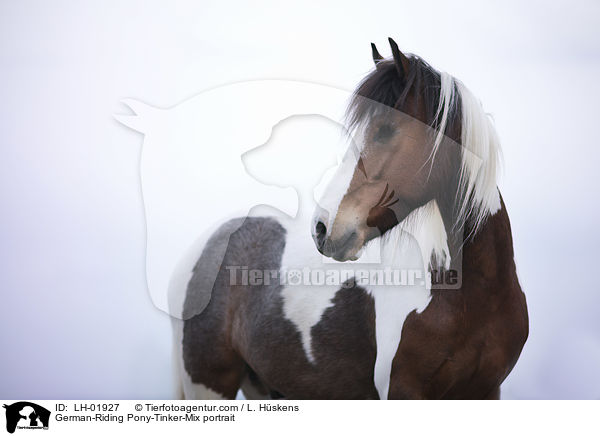 German-Riding Pony-Tinker-Mix portrait / LH-01927