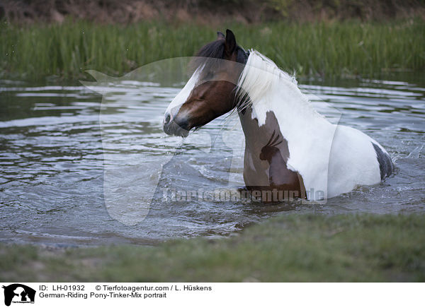 German-Riding Pony-Tinker-Mix portrait / LH-01932