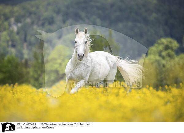 galloping Lipizzaner-Cross / VJ-02482