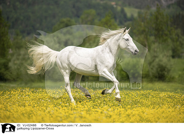 galoppierender Lipizzaner-Mix / galloping Lipizzaner-Cross / VJ-02486