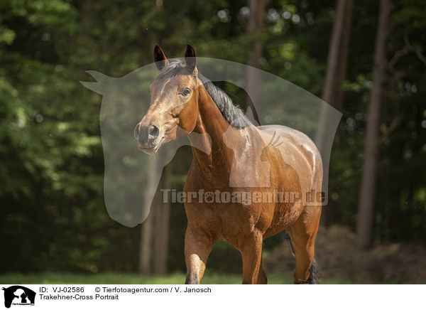 Trakehner-Cross Portrait / VJ-02586