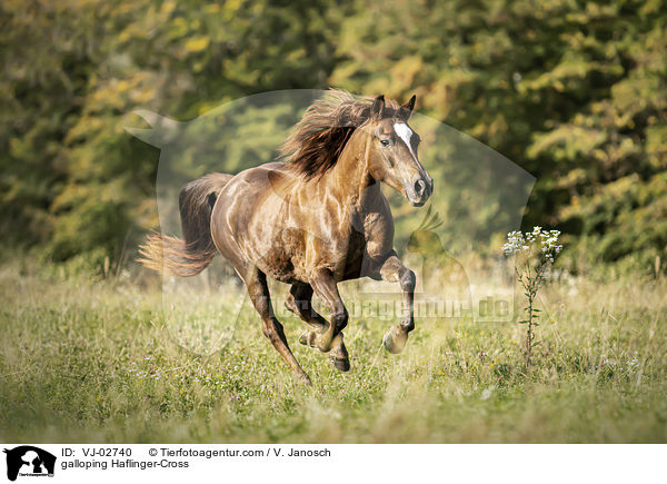 galloping Haflinger-Cross / VJ-02740