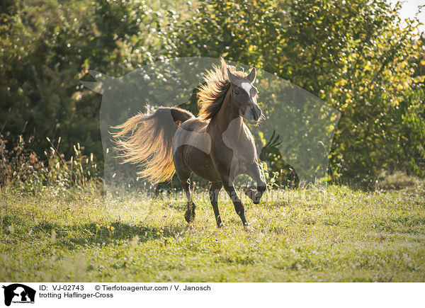 trabender Haflinger-Mix / trotting Haflinger-Cross / VJ-02743