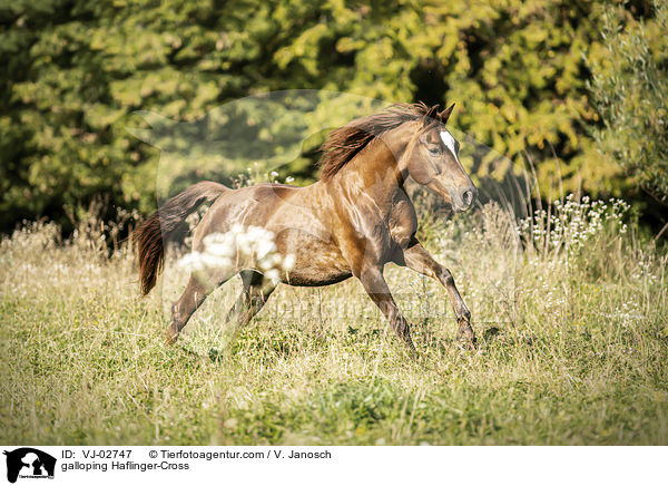 galloping Haflinger-Cross / VJ-02747