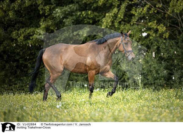 trabender Trakehner-Mix / trotting Trakehner-Cross / VJ-02884