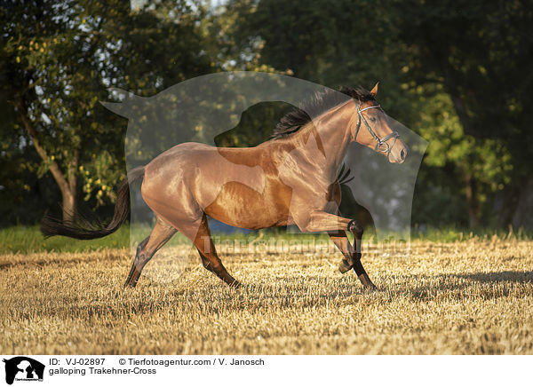 galoppierender Trakehner-Mix / galloping Trakehner-Cross / VJ-02897