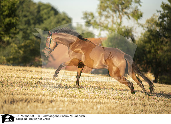 galoppierender Trakehner-Mix / galloping Trakehner-Cross / VJ-02899