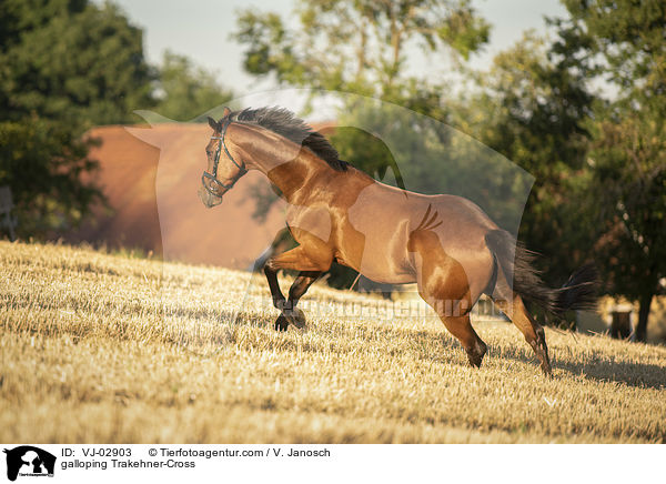 galoppierender Trakehner-Mix / galloping Trakehner-Cross / VJ-02903