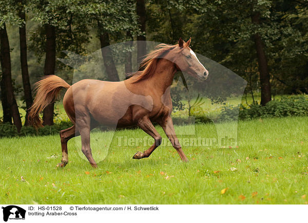 trabender Araber-Mix / trotting Araber-Cross / HS-01528