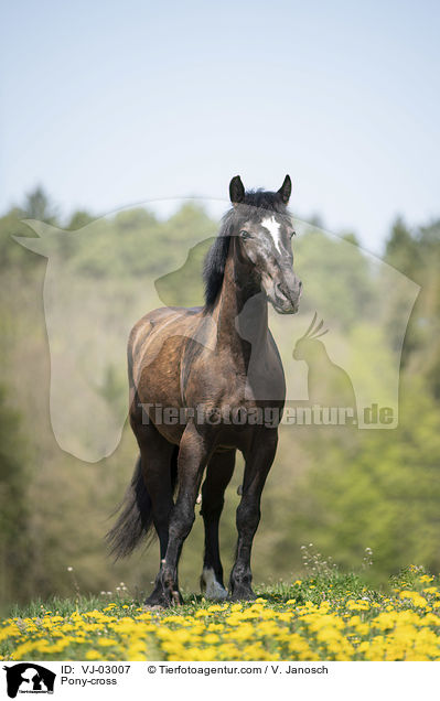 Ponymix / Pony-cross / VJ-03007