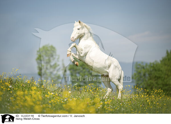 steigender Welsh-Mix / rising Welsh-Cross / VJ-03116