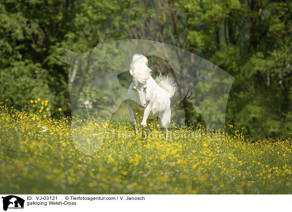 galoppierender Welsh-Mix / galloping Welsh-Cross / VJ-03121