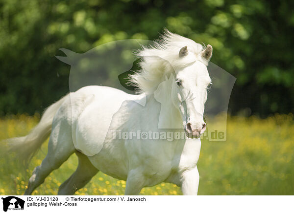 galoppierender Welsh-Mix / galloping Welsh-Cross / VJ-03128