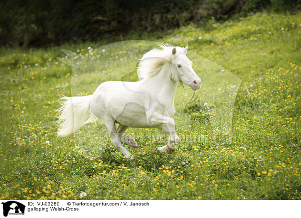 galoppierender Welsh-Mix / galloping Welsh-Cross / VJ-03280