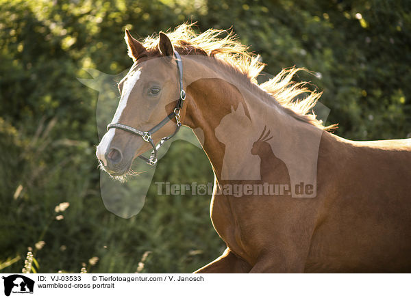 Warmblut-Mix Portrait / warmblood-cross portrait / VJ-03533