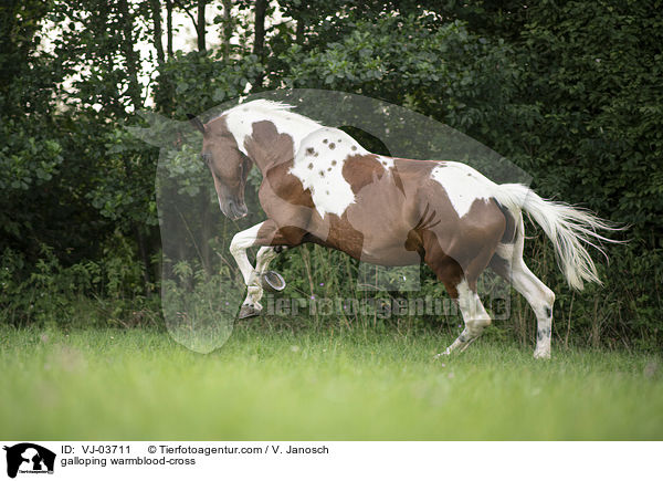 galloping warmblood-cross / VJ-03711