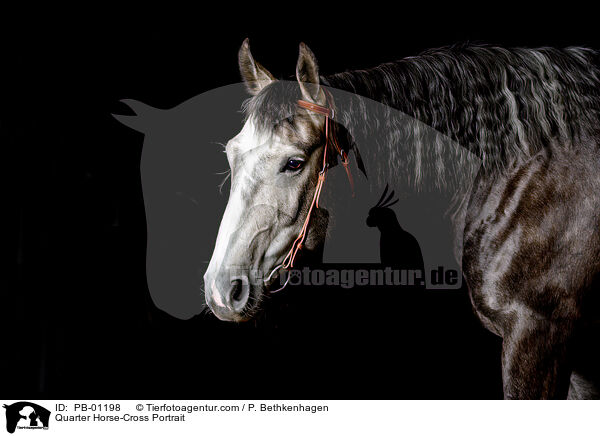 Quarter Horse-Mix Portrait / Quarter Horse-Cross Portrait / PB-01198
