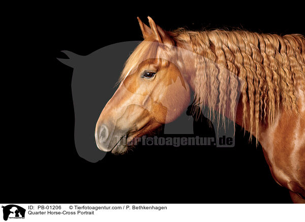 Quarter Horse-Mix Portrait / Quarter Horse-Cross Portrait / PB-01206