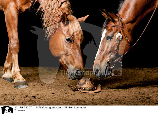 2 Pferde / 2 horses / PB-01207