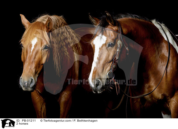 2 Pferde / 2 horses / PB-01211