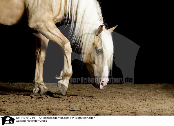 walking Haflinger-Cross / PB-01256