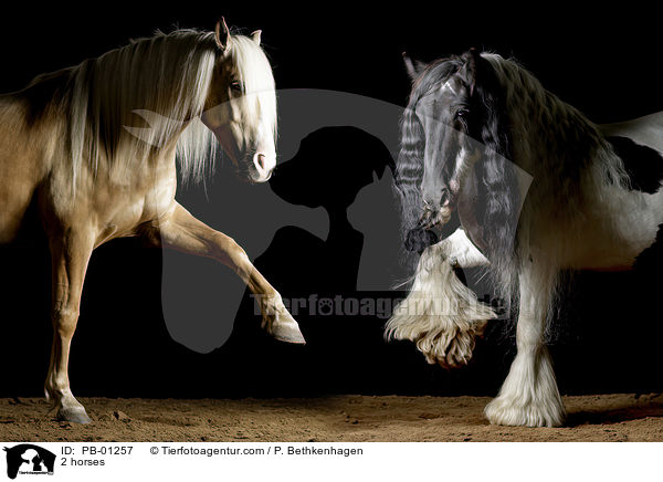 2 horses / PB-01257