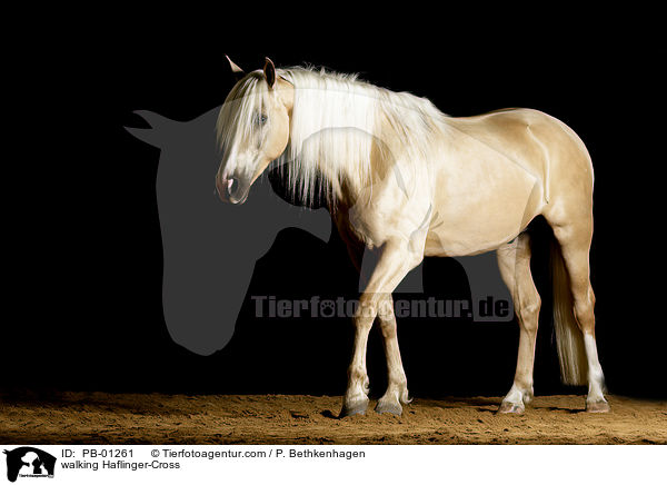 laufender Haflinger-Mix / walking Haflinger-Cross / PB-01261