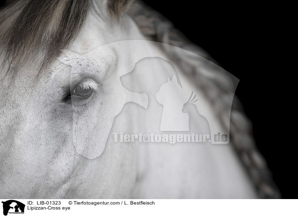 Lipizzaner-Mix Auge / Lipizzan-Cross eye / LIB-01323