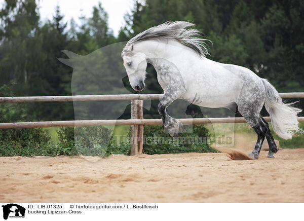 buckelnder Lipizzaner-Mix / bucking Lipizzan-Cross / LIB-01325