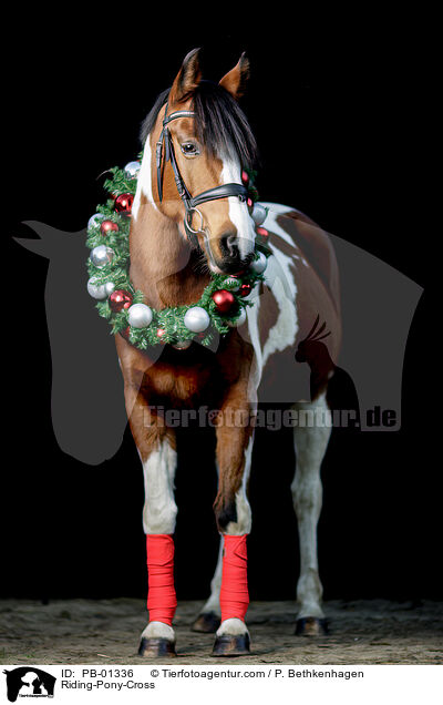 Reitpony-Mix / Riding-Pony-Cross / PB-01336