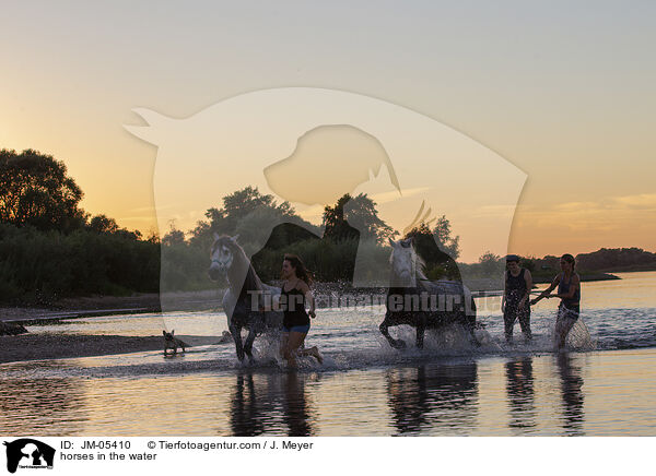 Pferde im Wasser / horses in the water / JM-05410