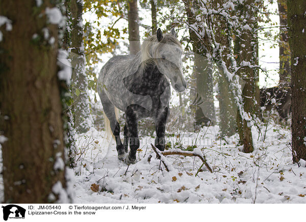 Lipizzaner-Cross in the snow / JM-05440
