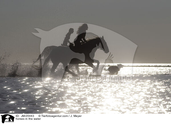 horses in the water / JM-05443