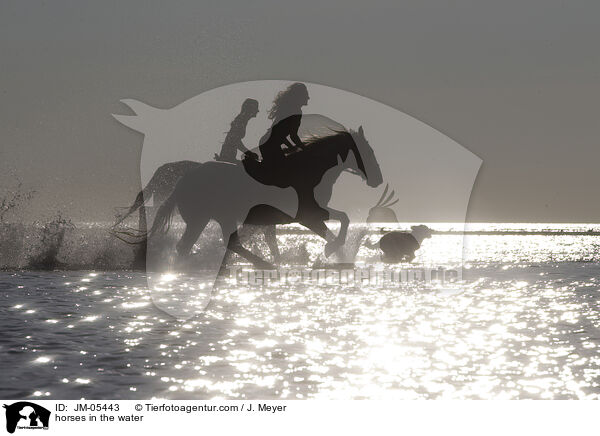 Pferde im Wasser / horses in the water / JM-05443