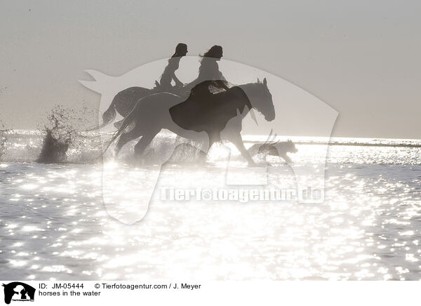 Pferde im Wasser / horses in the water / JM-05444