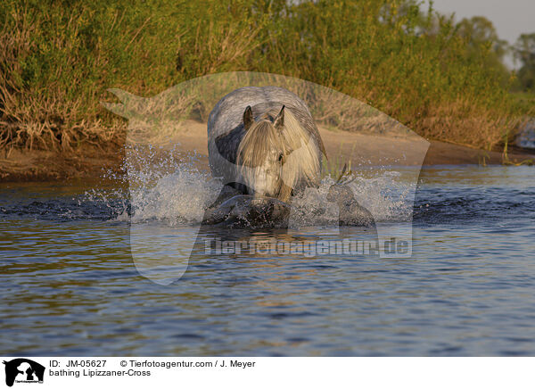badender Lipizzaner-Mix / bathing Lipizzaner-Cross / JM-05627