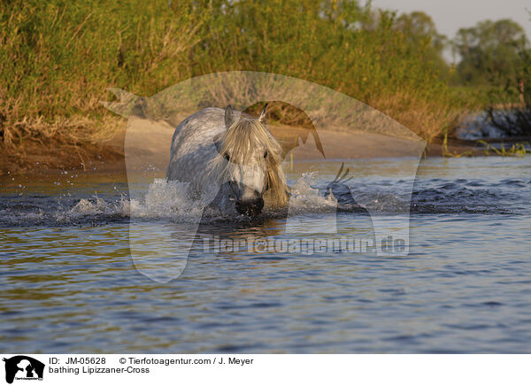 bathing Lipizzaner-Cross / JM-05628