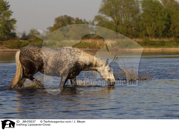 badender Lipizzaner-Mix / bathing Lipizzaner-Cross / JM-05637