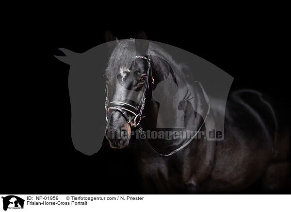 Frisian-Horse-Cross Portrait / NP-01959