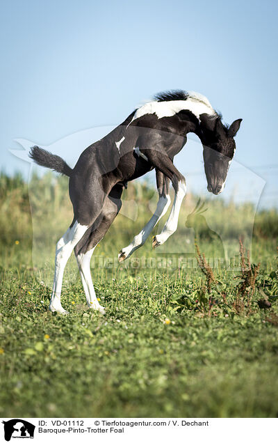 Barockpinto-Traber Fohlen / Baroque-Pinto-Trotter Foal / VD-01112