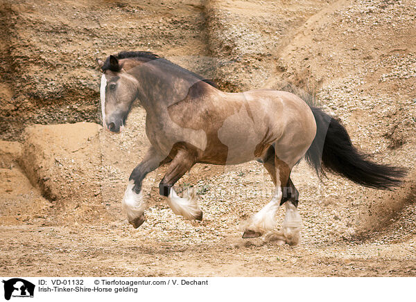 Irish-Tinker-Shire-Horse Wallach / Irish-Tinker-Shire-Horse gelding / VD-01132